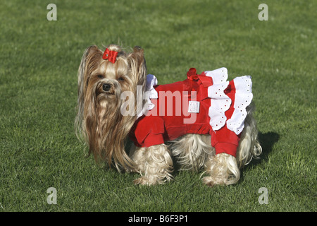 Yorkshire Terrier (Canis lupus f. familiaris), Femme chien dans un manteau rouge de Noël Banque D'Images