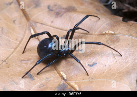 Femme araignée veuve noire sur une feuille tombée brun. Banque D'Images