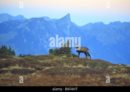 Chamois (Rupicapra rupicapra), femelle à la Wang, dans l'arrière-plan est l'Steinhorn, 2190 m, la Suisse, l'Oberland Oberl Banque D'Images