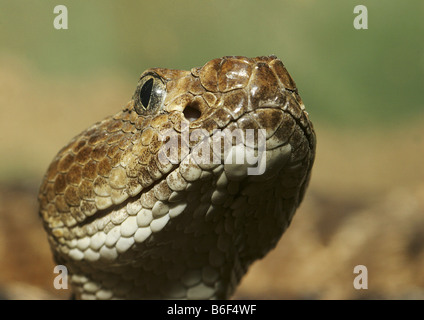 Bitis arietans puff adder (Bitis, lachesis), portrait Banque D'Images