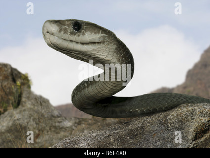 Le Mamba noir (Dendroaspis polylepis), portrait Banque D'Images