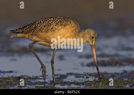 La Barge marbrée (Limosa fedoa), harcèlement sur le flux, USA, Floride Banque D'Images