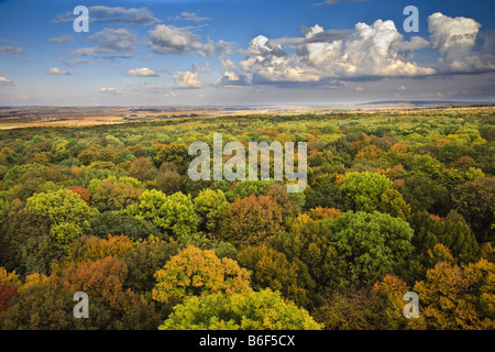 Vue sur la cime des arbres, de l'Allemagne, Thuringe Banque D'Images