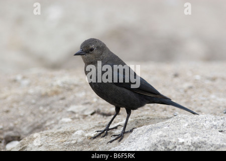 Le Quiscale de Brewer femelle (Euphagus cyanocephalus), photo prise en Californie, USA. Banque D'Images