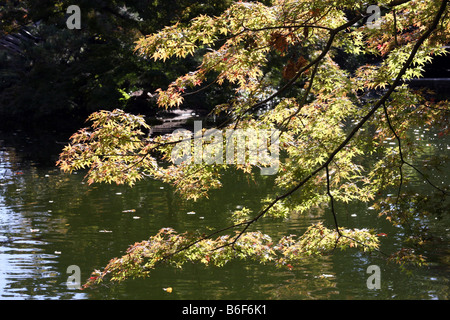 Bloodroot japonais de feuilles d'arbres penchées sur un étang pendant la saison d'automne, Forth Worth Texas Banque D'Images