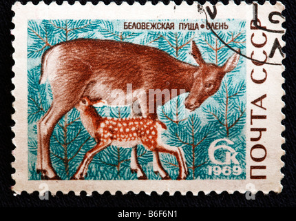 Red Deer (Cervus elaphus), timbre-poste, URSS, 1969 Banque D'Images