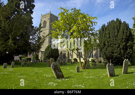 De plus en plus Laburnum dans le cimetière de l'église de Domfront Banque D'Images