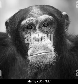 (Pan troglodytes chimpanzé commun) Banque D'Images