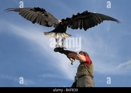 Poissons d'Afrique blanche (Haliaeetus vocifer), l'atterrissage sur falconer's main gantée Banque D'Images