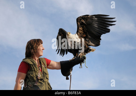 Poissons d'Afrique blanche (Haliaeetus vocifer), l'atterrissage sur femme falconer's main gantée Banque D'Images