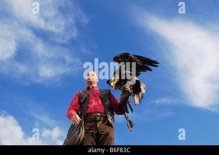 La réception de l'aigle sa récompense après l'atterrissage sur la main gantée de M. Falconer Banque D'Images