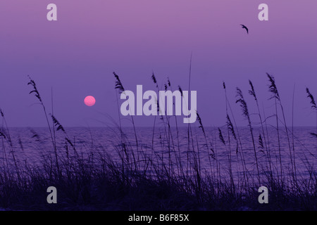 Le soleil se couche sur le golfe du Mexique, encadré par les herbes sur la plage Banque D'Images