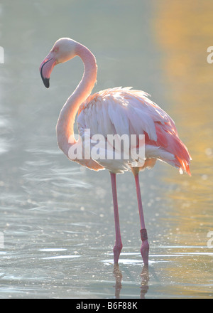 Flamant rose (Phoenicopterus ruber roseus) Banque D'Images