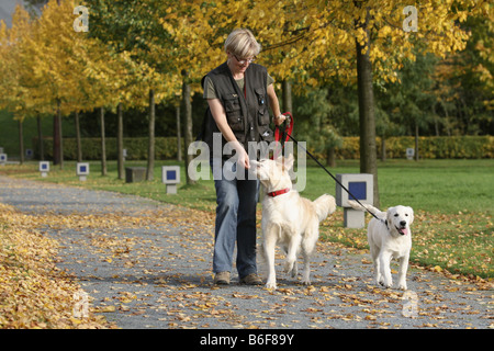 Golden Retriever (Canis lupus f. familiaris), femme marche avec deux chiens en laisse dans un parc, Allemagne Banque D'Images