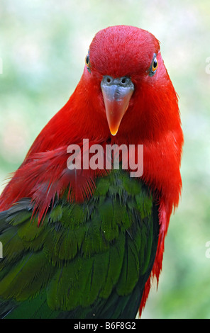 Lory rouge (Eos bornea), portrait Banque D'Images