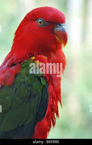 Lory rouge (Eos bornea), portrait Banque D'Images