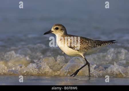 Grey plover (Pluvialis squatarola), marche à pied à la plage, aux États-Unis, en Floride Banque D'Images