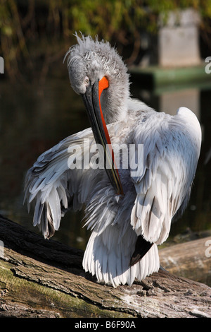 Pelican (Pelecanus) debout sur une branche et de lissage lui-même, Parc Zoologique, Berlin, Germany, Europe Banque D'Images