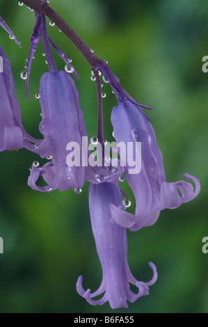 Hyacinthoides non-scripta (Anglais) bluebell Banque D'Images