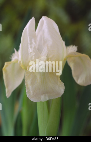 Iris 'Bright White' iris nain. Banque D'Images