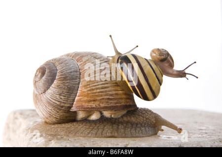 Escargot de Bourgogne (Helix pomatia) et Grove escargots (Cepaea nemoralis) Banque D'Images