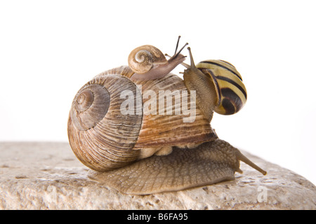 Escargot de Bourgogne (Helix pomatia) et Grove escargots (Cepaea nemoralis) Banque D'Images