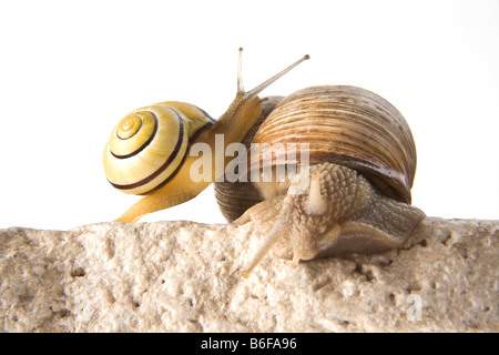 Escargot de Bourgogne (Helix pomatia) et Grove (escargot Cepaea nemoralis) Banque D'Images