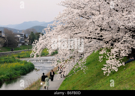 Les Japonais Balade sous les cerisiers en fleurs avec des branches sur la rivière Kamo, Kyoto, Japon, Asie Banque D'Images