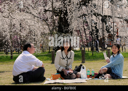 Célébration de la famille Cherry Blossom Festival sous un cerisier en fleurs Kamogamo culte, Kyoto, Japon, Asie Banque D'Images