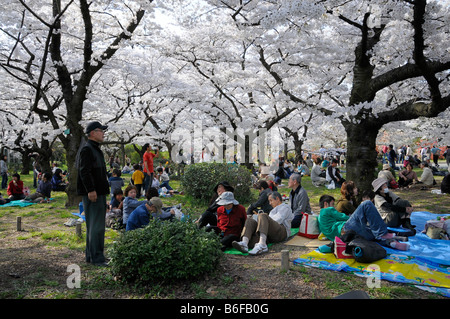 Les Japonais célébrant le Cherry Blossom Festival sous les cerisiers en fleurs dans les jardins botaniques, Kyoto, Japon, un Banque D'Images