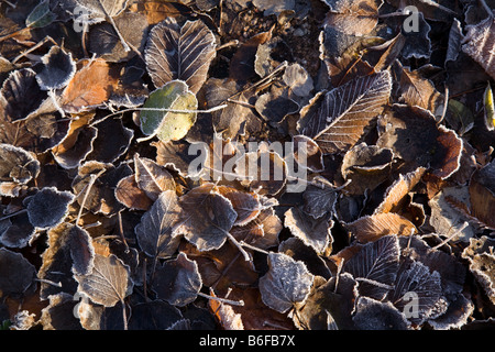 Les feuilles d'automne congelé dans le premier gel de l'hiver Banque D'Images