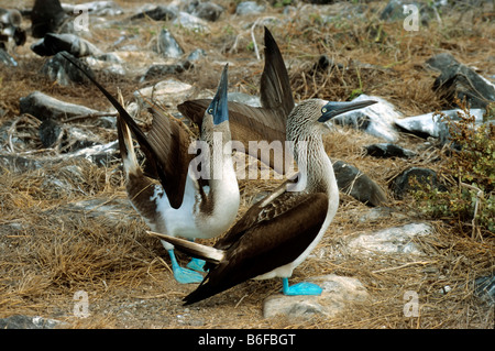 Booby à pieds bleus (Sula nebouxii), couple engagé dans le rituel de la cour, danse de la cour masculine, île d'Espanola, Galapagos Archipela Banque D'Images