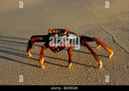 Le Red Rock Crab (Grapsus grapsus) sur Espanola, archipel des Galapagos, Equateur, Amérique du Sud Banque D'Images