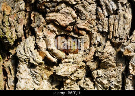 L'œil de l'arbre et l'écorce d'un Cèdre de l'Atlas (Cedrus atlantica) Banque D'Images