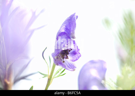 Monkshood, Wolf's Bane ou le sang du moine (Aconitum napellus), Blossom Banque D'Images