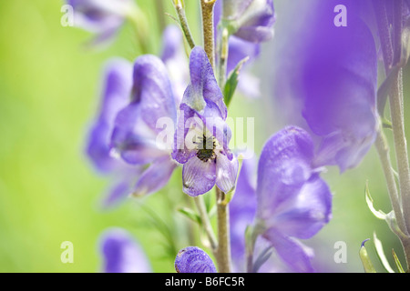 Aconit, Wolf's Bane, Monk's Hood (Aconitum napellus), les fleurs Banque D'Images