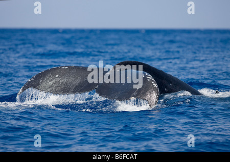 États-unis Hawaii Big Island les gouttes d'eau à partir de la queue de Baleine à bosse Megaptera novaengliae dans l'océan Pacifique le long de la côte de Kona Banque D'Images