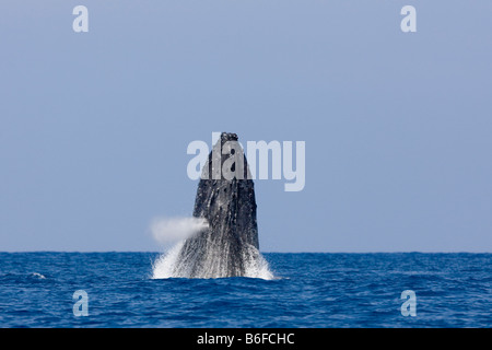 États-unis Hawaii Big Island Baleine à bosse Megaptera novaengliae violer dans l'océan Pacifique le long de la côte de Kona Banque D'Images