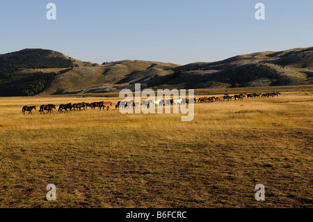 Troupeau de chevaux sur le Campo Imperatore, Abruzzes, Italie, Europe Banque D'Images