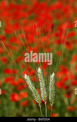 Épis de blé sauvage en face d'un champ de fleurs de pavot (Papaver) en Provence, France, Europe Banque D'Images