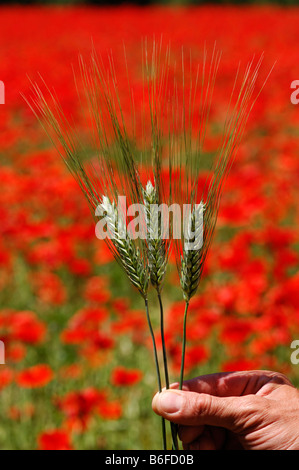 Épis de blé sauvage en face d'un champ de fleurs de pavot (Papaver) en Provence, France, Europe Banque D'Images