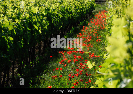 Fleurs de pavot entre vignes près de Chauteauneuf du Pape, Provence, France, Europe Banque D'Images