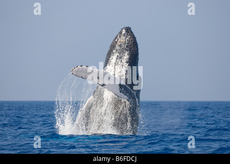 États-unis Hawaii Big Island Baleine à bosse Megaptera novaengliae violer dans l'océan Pacifique le long de la côte de Kona Banque D'Images