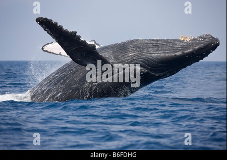 États-unis Hawaii Big Island Baleine à bosse Megaptera novaengliae violer dans l'océan Pacifique le long de la côte de Kona Banque D'Images