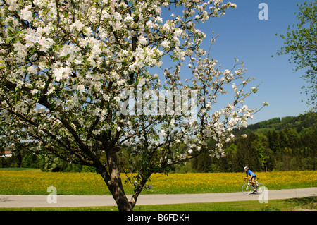 Apple Blossoms en face d'un coureurs dans Soellhuben, Chiemgau, Bavaria, Germany, Europe Banque D'Images
