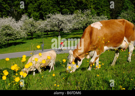 Les cyclistes de course équestre entre vaches sur une prairie remplie de fleurs et d'arbres fruitiers en fleurs, Samerberg, Bade-Wurtemberg, Bavière, Allemagne Banque D'Images