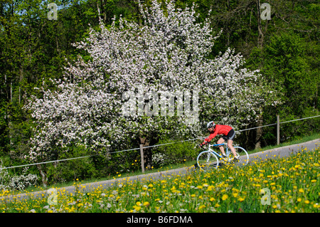 Coureurs équitation passé un pré fleuri et des arbres fruitiers en fleurs, Samerberg, Chiemgau, Bavaria, Germany, Europe Banque D'Images