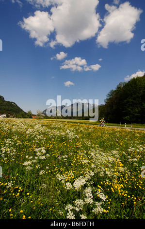 Coureurs passant une prairie remplie de fleurs près de Schleching, Chiemgau, Bavaria, Germany, Europe Banque D'Images