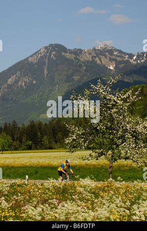 Coureurs passant prés remplis de fleurs et les montagnes près de Schleching, Chiemgau, Bavaria, Germany, Europe Banque D'Images