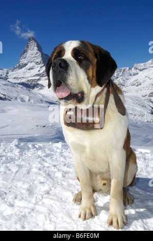 St Bernard il porte un fût de rhum marquée avec la croix suisse, Matterhorn, Zermatt, Valais ou Valais, Suisse, Banque D'Images